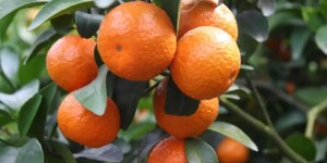湖南柑橘之乡：探寻最美味的柑橘果园