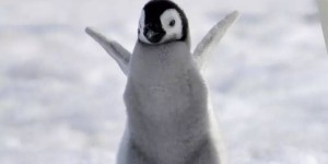 时隔三年，长沙海底世界迎来第四只湘籍企鹅宝宝