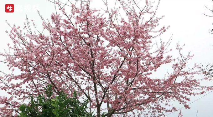 湖湘“上春山”丨樱花烂漫春意浓，郴州这片花海引众鸟戏花